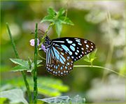 In-Sunny-Radiance_Blue-Tiger-butterfly_Ritam-900.jpg