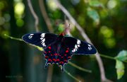 In-Wonder-Forest_Hector-butterfly_Ritam-W.jpg