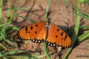 In_the_Morning_Sunshine_-_Heliconiinae_Butterfly_-_Ritam-1100.jpg
