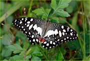 Indian-Papilio-demoleus_Ritam-1280.jpg