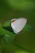 Indian-Study-with-Butterfly_Ritam-W.jpg