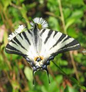 Iphiclides_podalirius_-_.jpg