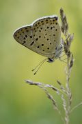 Lycaena_tityrus1.jpg