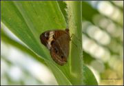 Mangrove_Buckeye_Junonia_genoveva_1.jpg