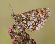 Melitaea_athalia1.jpg