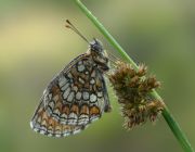 Melitaea_athalia_1_.jpg