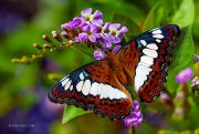 Moduza-procris-butterfly_Ritam-W.jpg