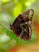 Morpho-butterfly_Ritam-W.jpg