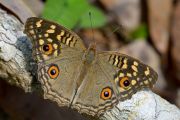 ND8_7363_Junonia_lemonias.jpg