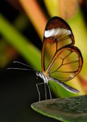 Nymphalidae_Glasswing.jpg