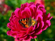 On-the-petal-bed_butterfly_Ritam-W.jpg