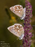 P7170167_Polyommatus_icarus.jpg
