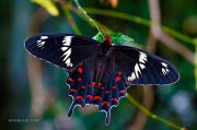 Pachliopta-hector_Rose-butterfly_W.jpg