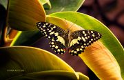 Papilio-Demoleus_Lime-butterfly_Ritam-W1.jpg
