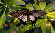 Papilio-Lowi_Ritam-W.JPG