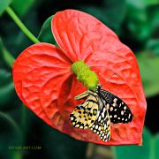 Papilio-demoleus_Lime-butterfly-W.jpg