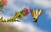Papilio-podalirius.jpg