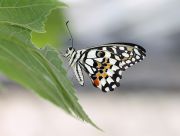 Papilio_Demolius.jpg