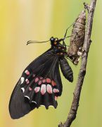 Papilio_anchisiades_2.jpg