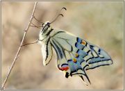 Papilio_machaon.jpg