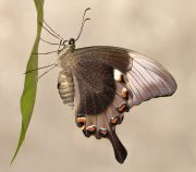 Papilio_palinuris.jpg