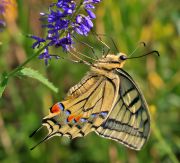 Papillo_machaon.jpg