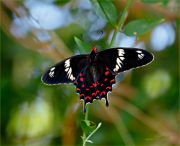 Paryaschiy_Pachliopta-Hector-butterfly_Ritam-900.jpg
