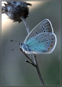 Polyommatus_coelestinus_f.jpg
