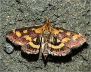 Pyrausta-purpuralis.jpg