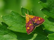 Pyrausta_aurata-_.jpg