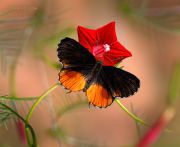 Red-pierrot_Talicada-nyseus-butterfly_Ritam-W.jpg