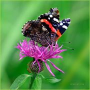 Red_admiral_underside_on_a_purple_flower-900.jpg