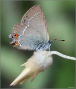 Satyrium_abdominalis_G_1.jpg