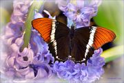 Siproeta-epaphus-butterfly_Ritam-W.jpg