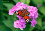 Summer-Beauty_Peacock_butterfly_Ritam-W.jpg