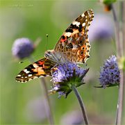 Summer-Loveliness_Painted-lady-butterfly_Ritam-W.jpg