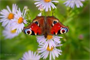 Summer-Sweets_Inachis-io-Peacock-butterfly_Ritam-W.JPG