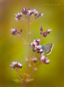 Summer-Tenderness_Butterfly_Ritam-W.jpg