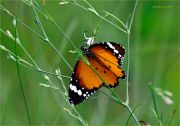 TIger_in_the_Grass_Danaus-chrysippus-butterfly_Ritam-W.jpg