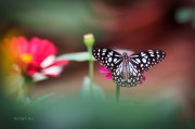 The_Butterfly_Cosmos_-_Ritam_W.jpg