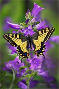 Treasures-of-Russian-Summer_Machaon-butterfly_Ritam-W.jpg