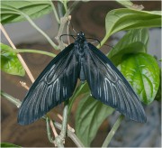 Troides-Rhadamantus.jpg