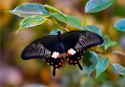 Tropical-Luxury_Papilio_Ritam-W.jpg