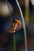 Tropical-Night_Red-Lacewing-butterfly_Ritam-w.jpg