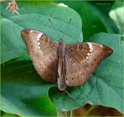 Union-Butterflies_Ritam.jpg