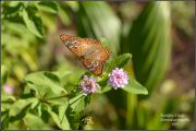 White_peacock_Anatria_jatrophae_1.jpg