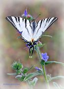 Winged-Ballet_Ritam-W.jpg