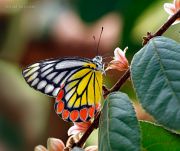 Winged-Beauty_Delias-butterfly_Ritam-W.jpg