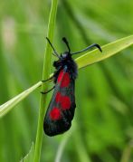 Zygaena_loti_3492.jpg