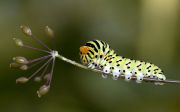 machaon_caterpillar.jpg